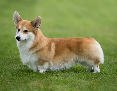 Golden Corgi, Corgi German Shepherd, Corgi Poodle, Miniature Corgi, Tricolor Pembroke Welsh Corgi, Welsh Corgi Cardigan, Pembrook Welsh Corgi, List Aesthetic, Welsh Corgi Pembroke