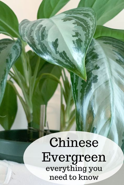 Aglaonema Chinese Evergreen, Aglaonema Silver Bay, Aglonema Plant Care, Chinese Evergreen Plant Varieties, Silver Bay Plant, Evergreen Plants For Pots, Chinese Evergreen Plant Care, Aglaonema Plant Care, Chinese Evergreen Plant