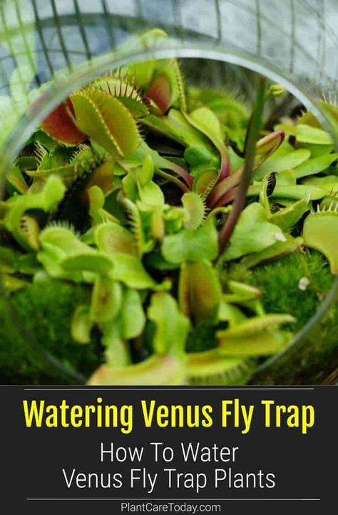 Venus Flytrap Terrarium, Fly Trap Terrarium, Venus Fly Trap Plant, Flytrap Plant, Venus Fly Trap Terrarium, Carnivore Plants, Venus Flytrap Plant, Venus Fly Trap Care, Carnivorous Plants Terrarium