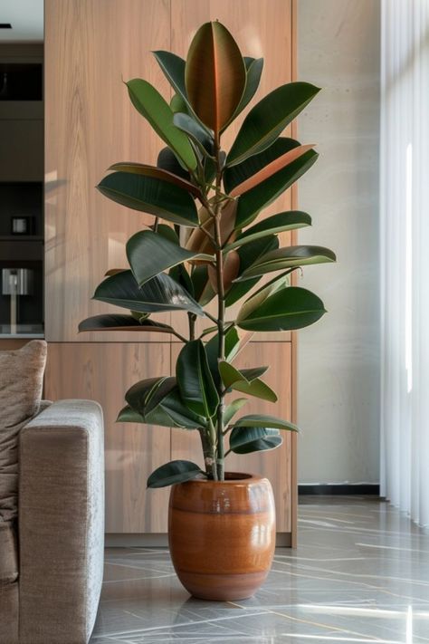 Potted rubber plant placed beside a couch in a modern living room. Plants In Interior Design, Indoor Trees Plants, Indoor Plants Decor Apartments, Plants In Home Office, Tall House Plants Indoor, Office Plants Ideas, Cast Iron Plant Indoor, Best Indoor Plants For Low Light, Plant Arrangements Indoor