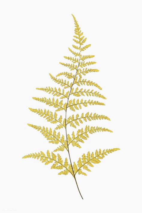 Gymnogramma Chrysophylla fern leaf vector | premium image by rawpixel.com / PLOYPLOY Fern Wall Art, Unicorn Tattoo, Fern Tattoo, Leaf Illustration, Fern Leaf, Vintage Art Print, Leaves Vector, Plant Art, Vintage Art Prints