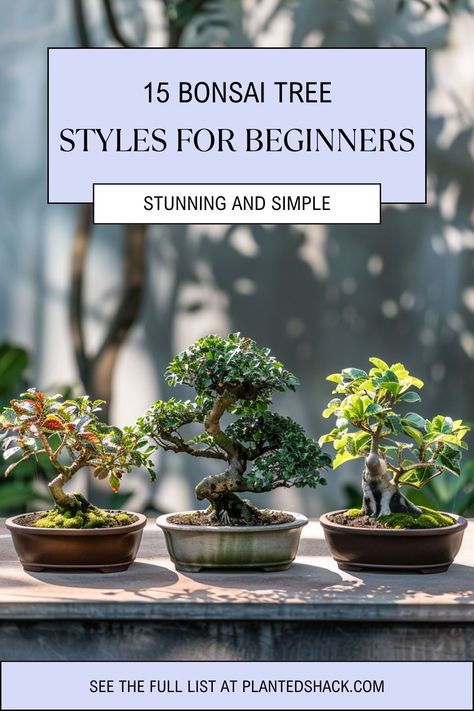 Bonsai trees come in various styles, each with its own unique charm and appeal. For beginners, selecting the right style can be a daunting task. Here's a House In The Suburbs, Garden Bonsai Tree, Bonsai Pruning, Bonsai Tree Types, Bonsai Tree Care, Bonsai Techniques, Succulent Bonsai, Bonsai Styles, Air Plant Display