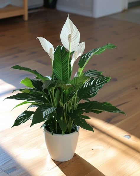 11 ways to get your peace lily to bloom Potted Peace Lily, Peace Lily In Bedroom, Indoor Peace Lily, Lily Plants Indoor, Peace Lilly Plants Decor, Peace Lily Decor, Peace Lily In Water Vase, Japanese Peace Lily, Peace Lily Indoor