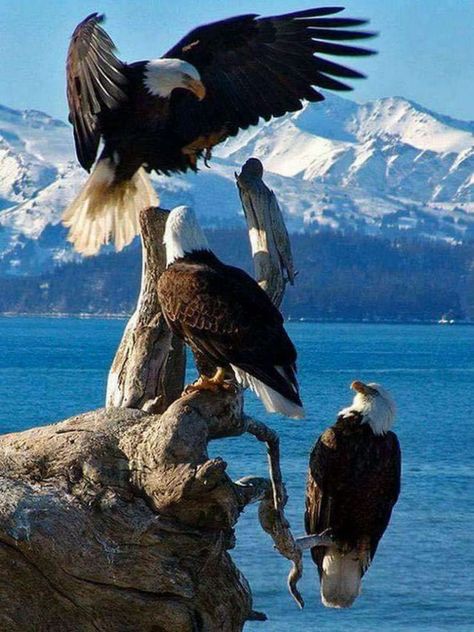 Homer Alaska, Regnul Animal, Bald Eagles, Brasov, The Eagles, Pretty Birds, For The Birds, Birds Of Prey, Amazing Animals