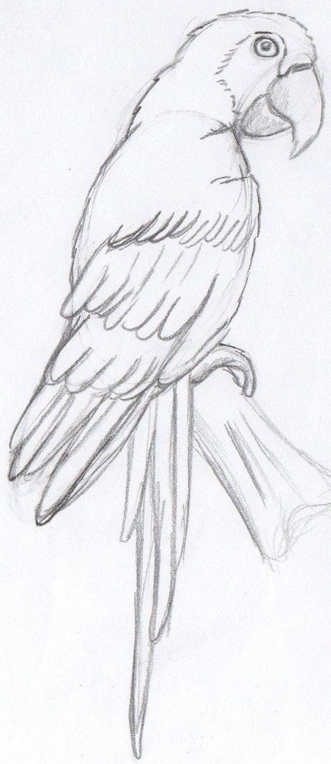 Parrot Sketch Pencil, Parotts Bird Drawing Easy, Sketch Of Parrot, Parotts Bird Drawing, Parrot Drawing Pencil, Parrot Drawing Simple, Drawing Of Parrot, Animal Art Drawing Sketches, Parrot Drawing Easy