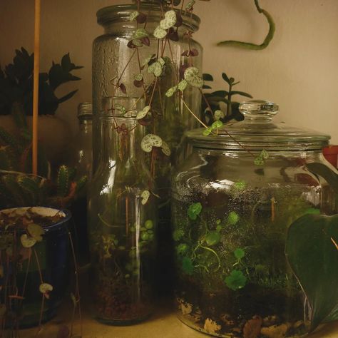 Camera photo dump #digitalcamera #digicam #photography #camera Plants Photography Aesthetic, Terrarium Aesthetic, Herbarium Aesthetic, Houseplants Aesthetic, Digicam Photography, Digicam Photos, Soul Vibes, Instagram Camera, Green Academia