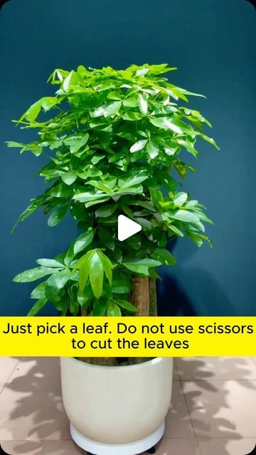 Home Gardening on Instagram: "Money tree propagation #gardeninggoals #gardeningistherapy #gardeningtips #gardeninglife #gardening_love #gardeninguk #gardening101 #gardeningtools #gardeningislife #gardeningtherapy #gardeningknowhow #gardeningseason #gardeningismytherapy #gardeningmakesmehappy #gardeningaustraliamag #gardeningday #gardeningideas #gardeningphoto" Tree Propagation, Instagram Money, Home Gardening, Money Tree, Money Trees, House Plants, Money, Plants, On Instagram