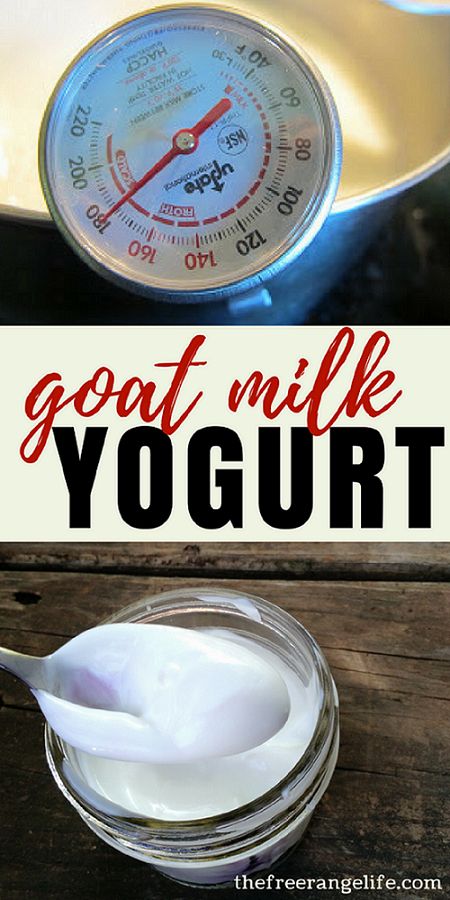 Goat Milk Yogurt, Goat Milk Recipes, Goat Recipes, Goat Care, Recipes Learn, Dairy Desserts, Goat Cheese Recipes, Dairy Goats, Milk And Cheese