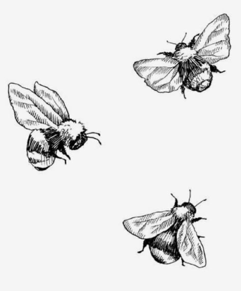 Tatuaje Studio Ghibli, Bee Sketch, Drawing Bodies, Bee Tattoos, Bee Drawing, Bug Tattoo, Muster Tattoos, Geniale Tattoos, Inspiration Tattoos