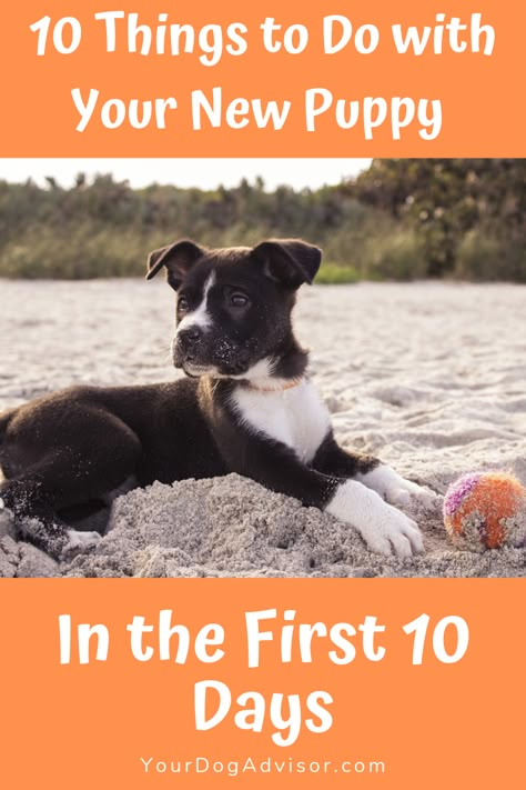 Bringing home a new puppy is one of the most exciting moments in the lives of dog lovers everywhere. Here they are, your new loyal companion, your buddy wh Puppy Essentials, New Puppy Checklist, Puppy Checklist, Puppy Socialization, Puppy Tips, Puppy Time, Puppies Tips, Training Puppy, Puppy Day