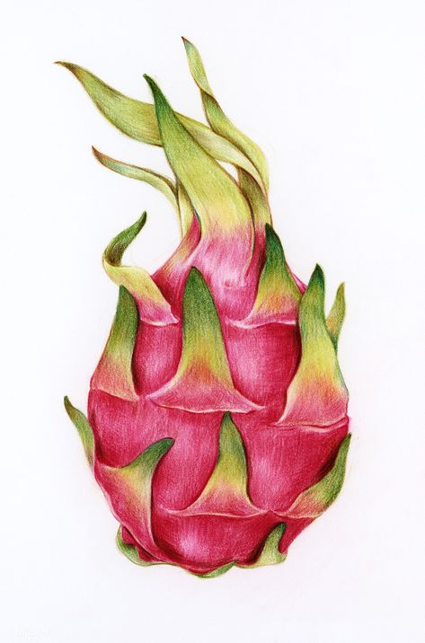 Hand drawn dragon fruit illustration | free image by rawpixel.com Dragon Fruit Illustration, Dragon Fruit Drawing, Dragon Fruit Vector, Drawn Dragon, Colored Pencil Artwork Ideas, Fruit Sketch, Fruit Art Drawings, Thanh Long, Color Pencil Sketch