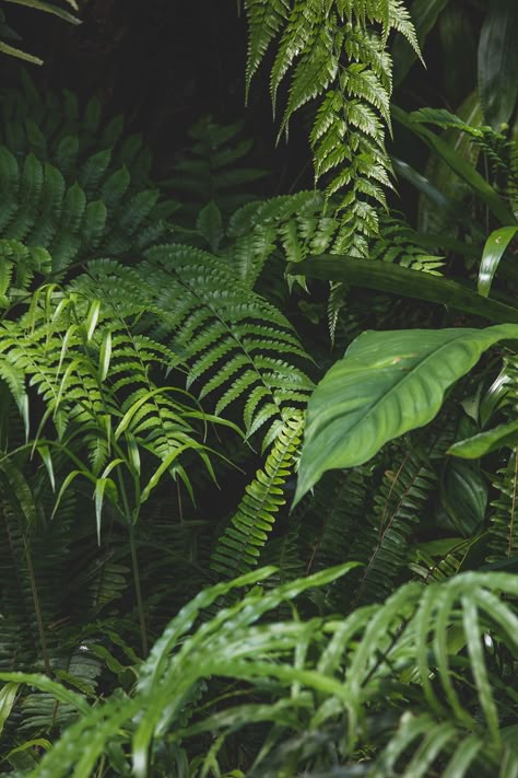 Jungle Leaves Photography, Tropical Plants Photography, Tropical Leaves Photography, Foliage Reference, Foliage Aesthetic, Foliage Photography, Full Sun Container Plants, Rainforest Leaves, Aesthetic Leaves