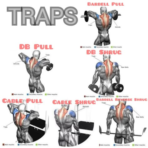 Trapezius Workout, Shoulder And Trap Workout, Trap Workout, Lat Workout, Shoulder Workout Routine, 300 Workout, Traps Workout, Chest Workout Routine, Fitness Studio Training