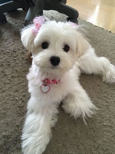 Beautiful #maltese. Maltese Cute Haircut, Maltichon Haircut, Anjing Maltese, Maltese Haircuts, Maltese Dogs Haircuts, Maltipoo Haircuts, Maltese Haircut, Dog Haircut, Puppy Haircut