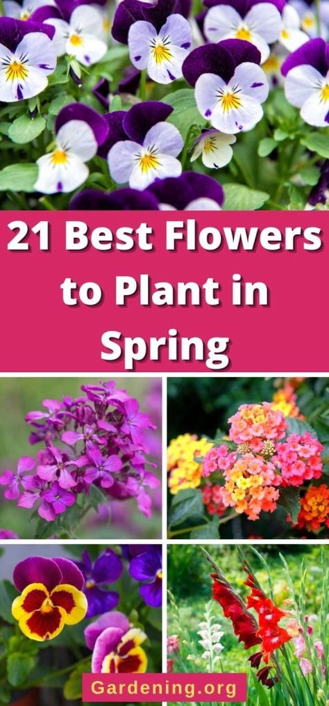 Flowers To Plant In Spring, Snapdragon Flowers, Diy Compost, Flowers To Plant, Gardening Herbs, Beginning Of Spring, Plant Varieties, Best Flowers, Plant Diseases