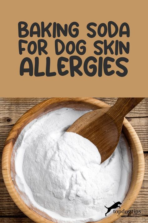 Discover 6 Woof-tastic Home Remedies for Your Dog's Skin Allergies! Dog Itchy Skin Remedy, Dog Allergies Remedies, Dog Itching Remedies, Itchy Dog Skin, Dog Skin Allergies, Allergies Remedies, Diy Oatmeal, Pet Remedies, Itchy Dog