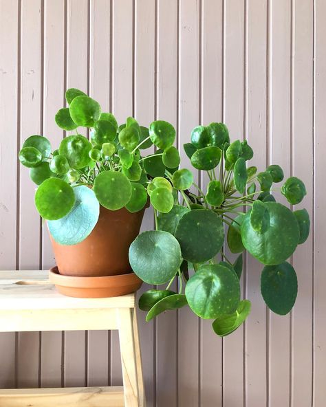 Oxalis Triangularis, Plant Care Houseplant, Pilea Peperomioides, Chinese Money Plant, Money Plant, Pepper Plants, Jade Plants, Plant Aesthetic, Starter Plants