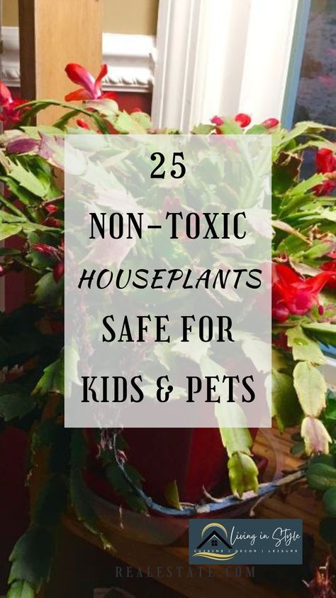 Want to add some living plants into your home decor | Here is a list of 25 safe, non-toxic house plants which won't hurt your pets or kids. Click to see and read about them. Nontoxic House Plants, House Plants Safe For Dogs, Low Light Cat Safe House Plants, Non Toxic House Plants, Pet Safe House Plants, Cat Safe House Plants, Pet Friendly House Plants, Dog Safe Plants, Safe House Plants