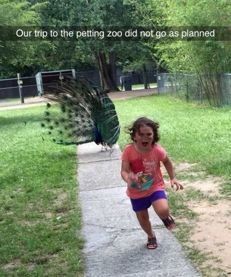 26 People Who Are Having A Way, Way Worse Day Than You Softball Memes, Softball Funny, Worst Day, Desk Shelves, Girl Running, What’s Going On, Zoo Animals, Dark Souls, Pokemon Go