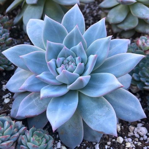 8 Blue Succulents You Need in Your Succulent Garden https://succulentcity.com/blue-succulents/ Blue Succulents, Purple Succulents, Succulent Garden Design, Blue Plants, Leafy Plants, Colorful Succulents, Succulent Gardening, Herbs Indoors, Blue Garden