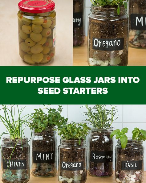 Do you have an empty pasta sauce jar? Then you can TOTALLY start your own personal indoor herb garden! It's so easy! Repurpose Glass Jars, Seed Starters, Vertical Vegetable Garden, Types Of Herbs, Vertical Herb Garden, Herbs Garden, Indoor Herb, Herb Gardens, Herb Gardening