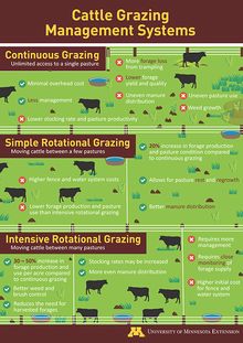 Cattle grazing systems poster thumbnail Pasture Management, Corn And Beans, Dexter Cattle, Cattle Grazing, Homesteading Animals, Raising Cattle, Cow Pasture, Raising Farm Animals, Cattle Feed