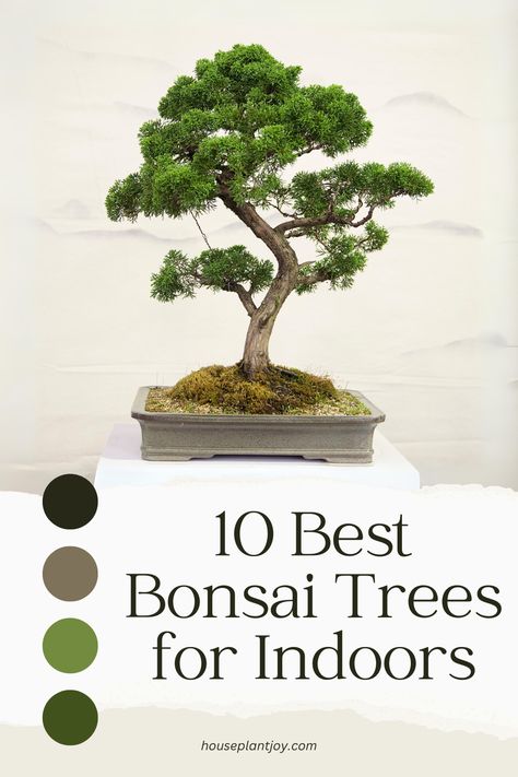 Bring the beauty of nature indoors with the best bonsai trees! 🌳✨ When selecting bonsai trees for indoor spaces, consider factors like size, lighting, and care needs. Our article explores top options that thrive in various conditions, helping you find the perfect bonsai to enhance your indoor space. Dive in and discover your ideal indoor bonsai companion! 🏡🌿 #IndoorBonsai #GreeneryInside 🍃🌳 Best Bonsai Trees, Norway Spruce Bonsai, Jade Bonsai Styles, Bonsai Decoration Ideas, Bonsai Tree Aesthetic, Bonsai Plants Indoor, Trees For Indoors, Bonsai Aesthetic, Bonsai Tree Indoor