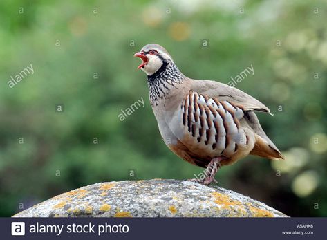 Download this stock image: Red legged french partridge alectoris rufa - A5AHK6 from Alamy's library of millions of high resolution stock photos, illustrations and vectors. Partridge Bird, Bird Ornaments, Partridge, Red Birds, Draw On Photos, Christmas Illustration, Green Wallpaper, Bird Species, Pheasant