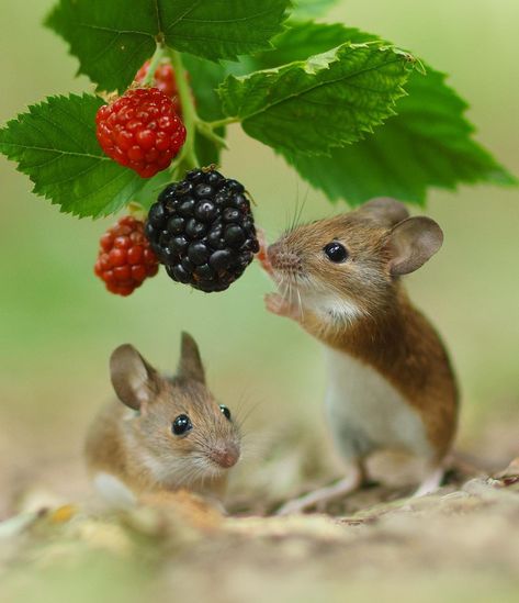 Mouse Photos, Mouse Pictures, Cute Small Animals, Harvest Season, Cute Mouse, November 11, Illustration Inspiration, Woodland Creatures, Rodents