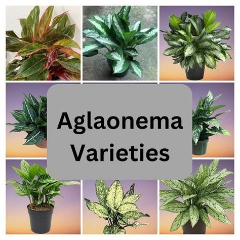 25 Aglaonema (Chinese Evergreen) Varieties with Names and Pictures Aglaonema Varieties, Chinese Evergreen Plant, Silver Bay, Moon Bear, Plant Varieties, Chinese Evergreen, Flower Gardens, Pink Moon, Organic Matter