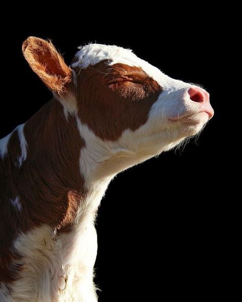 The Sun Makes Dancer Happy Cow Wallpaper, Cow Drawing, Cow Pose, Happy Cow, Fluffy Cows, Cow Pictures, Big Animals, Lovely Creatures