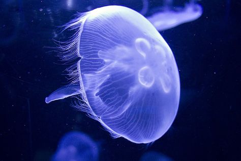 moon jelly (Aurelia aurita) Fine Fringe, Kids Sketchbook, Moon Jelly, Life In Water, Diy Jellyfish, Jellyfish Costume, Moon Jellyfish, In Love With Nature, Sea Jellies