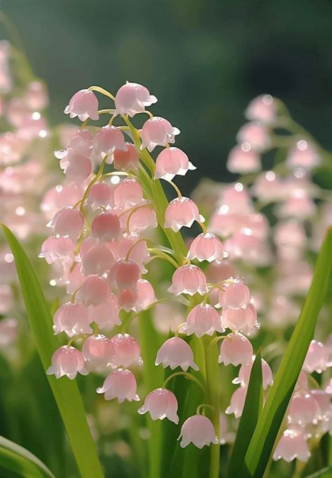 Pretty Flowers Pictures, Lily Of The Valley Flowers, Valley Flowers, Nothing But Flowers, Pretty Landscapes, Lily Of The Valley, Pink Aesthetic, The Valley, Pretty Flowers