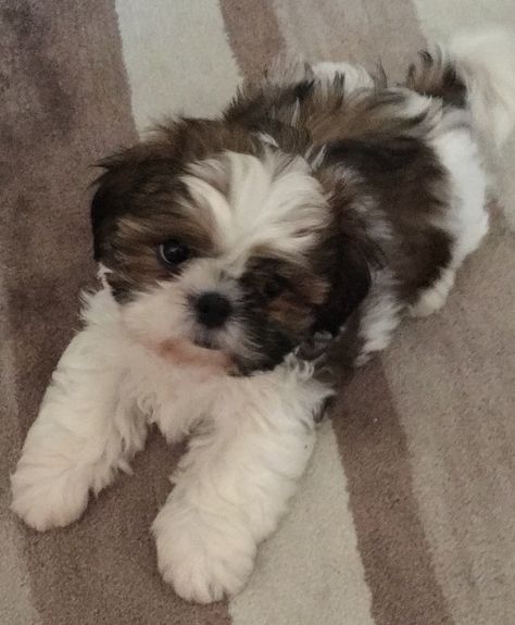 Shih-tsu puppy Brown And White Shih Tzu, Shih Tzu Poodle Mix Puppies, Shiz Tzu Puppy, Shitzu Poodle Mix Puppies, Shihtzu Aesthetic, Cute Shitzu Puppies, Shitzu Aesthetic, Shih Tzu Aesthetic, Shitzu Poodle Mix