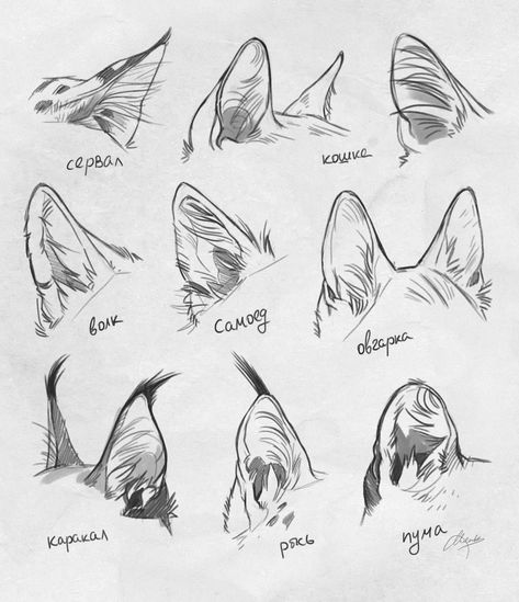 Hissing Cat Drawing Reference, How To Draw Ears, Cat Drawing Tutorial, Cats Art Drawing, Cat Anatomy, Warrior Cat Drawings, Cat Sketch, Animal Anatomy, Animal Drawing