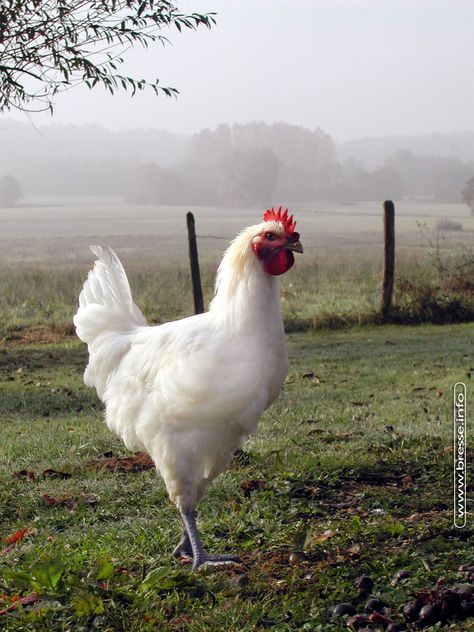 Poulet de Bresse - The beautiful white chickens from Bresse in Burgundy, France. Fell Pony, Best Egg Laying Chickens, Egg Laying Chickens, Beautiful Chickens, Laying Hens, Chicken Art, Chickens And Roosters, Country Scenes, White Chicken