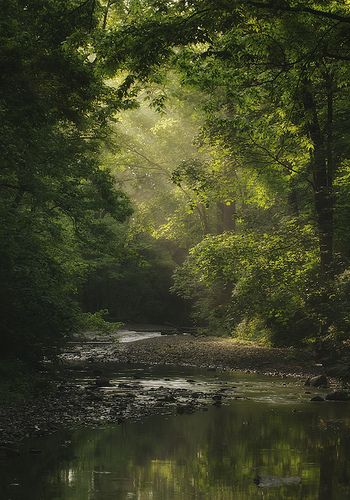 Where time stands still (Morning Glory) - photo by: Joel Bedford (via Light Stalking) Celadon Aesthetic, Sunlight Through Trees, Relaxing Pictures, Calming Photos, Relaxing Photos, Relaxing Images, Calming Images, Tree Photography, Closer To Nature