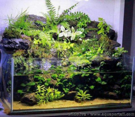 25G carnivorous plants paludarium | Dendroboard Paludarium Vivarium, Water Terrarium, Tanaman Air, Aquarium Garden, Taman Air, Fish Tank Terrarium, Aquascape Design, Indoor Water Garden, Nano Aquarium