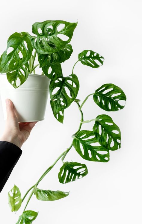 Monstera Obliqua Plant Monstera Obliqua, Monstera Adansonii, Swiss Cheese Plant, Cheese Plant, Plant Decor Indoor, Plant Aesthetic, Monstera Plant, Starter Plants, Monstera Deliciosa