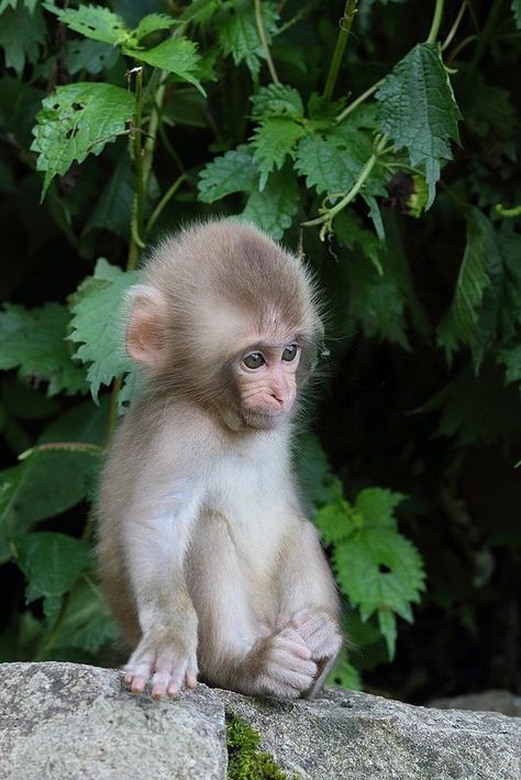 Cute Monkey Pictures, Snow Monkeys, Tiny Monkey, Monkey Family, Cute Monkeys, Monkey Love, Baby Monkeys, Monkey Pictures