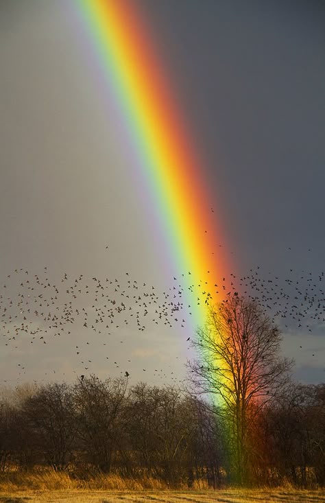 End of the Rainbow | And all I found was birds! | Matt Champlin | Flickr Rainbow Promise, Rainbow Pictures, Rainbow Photography, End Of The Rainbow, God's Promise, Theme Nature, Rainbow Magic, Rainbow Sky, Rainbow Aesthetic