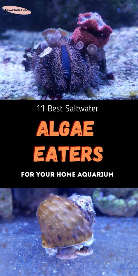 Check out the 11 best saltwater algae eaters that will help you clean your tank for good. These marine fish and invertebrates not only eat algae, but are also attractive and fun to watch. Our saltwater tanks no longer need to look ugly! Saltwater Tank Ideas, Salt Water Aquarium Ideas Design, Small Saltwater Tank, Salt Water Tanks, Salt Water Fish Tank, Reef Tank Design, Salt Water Tank, Saltwater Fish Tank, Reef Tank Aquascaping