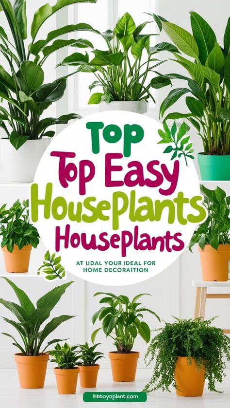 Discover the top easy house plants that bring natural beauty and fresh air to your space. Perfect for beginners and those with busy schedules, these plants thrive with minimal care, adding style and a touch of green to any room. Elevate your décor and enjoy cleaner air with these popular house plants! 🌱🪴 #HousePlants #EasyCarePlants #HomeDecor #IndoorPlants #GreenLiving #PlantLovers #HomeStyle #LowMaintenancePlants #FreshAir #PlantCare How To Take Care Of House Plants, Types Of House Plants Indoor, House Plant Guide, Types Of House Plants, Types Of Indoor Plants, Green House Plants, Plants For Indoors, Best House Plants, Common House Plants