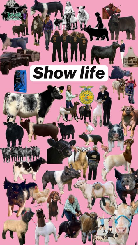 Show Cow Wallpaper, 4h Aesthetic, Show Animals, Livestock Show Outfits Pigs, Show Pigs Tips, Show Pigs, Show Lambs, Showing Cattle Quotes, Fair Girls