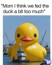 Duck Memes, New Funny Pics, Pictures With Captions, Super Funny Memes, Funny Duck, Funny Pictures With Captions, Funny Happy, Funny Relationship, Funny Puns