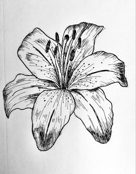 Pen lily drawing | Lilies drawing, Flower sketches, Flower sketch pencil Realistic Flower Drawing, Lily Drawing, Lilies Drawing, Flower Sketch, Pen Art Drawings, Flower Art Drawing, Flower Sketches, Pen Sketch, Pencil Art Drawings