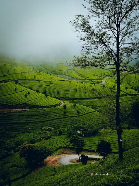 Munnar Photography Kerala, God's Own Country, Kerala Backwaters, Kerala Travel, Tea Estate, Family Package, Kerala Tourism, Family Tour, Munnar