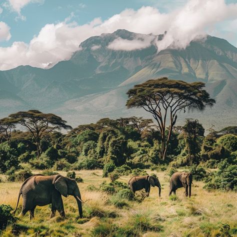 Encountering Elephants in Arusha National Park: A Gentle Giant’s Playground Arusha National Park offers a unique opportunity to observe African elephants in a breathtakingly diverse setting. This park, though smaller than Tanzania’s other safari destinations, provides a lush landscape where elephants roam against the backdrop of Mount Meru. Visitors can watch these majestic creatures as they gracefully navigate the montane forest, providing an intimate glimpse into the life of one of Africa’... African Mural, African Forest, Wild Park, Style Development, National Geographic Photography, Mount Meru, Mural Inspiration, African Landscape, Mount Kenya