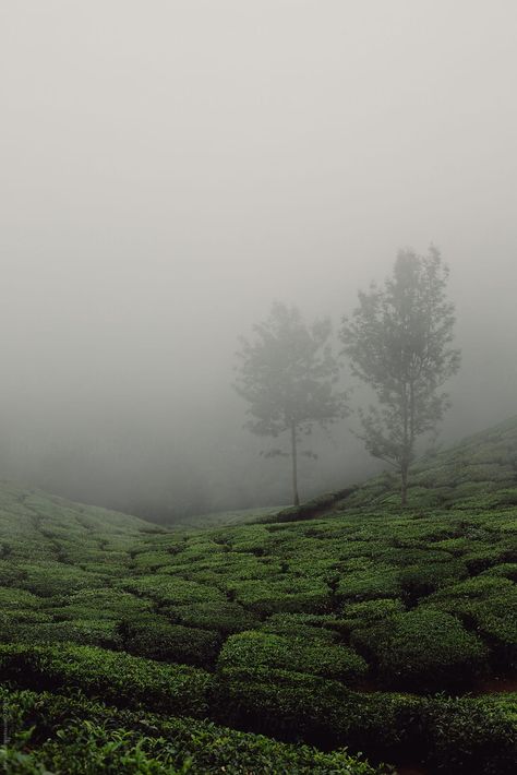 Ooty Nature Images, Munnar Photography Ideas, Munnar Instagram Story, Fotografi Alam Landscape, Ooty India Aesthetic, Idukki Photography, Munnar Aesthetic, Munnar Photography Travel, Ooty India Photography