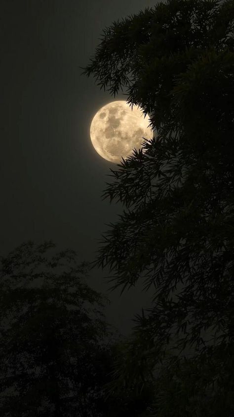 Blue Moon Photography, The Moon Is Beautiful, Sky Photography Nature, Dark Nature Aesthetic, Night Scenery, Moon Photography, Sky Photos, Beautiful Views Video, Clipuri Video